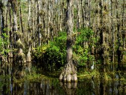 Everglades National Park swamp