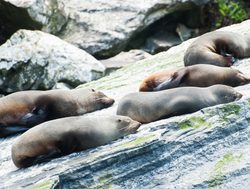 Fiordland National Park fur seals