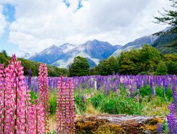 Fiordland National Park springtime flowers