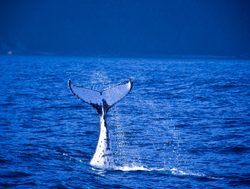 Fiordland National Park whale