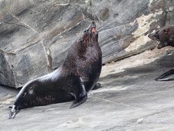 Flinders Chase National Park fur seal