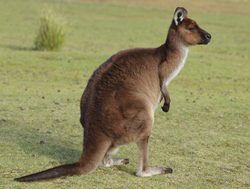 Flinders Chase National Park kangaroo