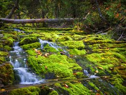 Forillon National Park mossy stream
