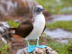 Galapagos Island National Park blue footed booby