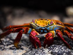 Galapagos Island National Park colorful crab