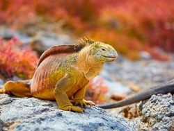 Galapagos Island National Park colorful marine iguana