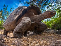 Galapagos Island National Park giant tortoise exploring