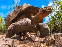 Galapagos Island National Park giant tortoise with blue sky