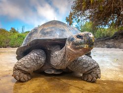 Galapagos Island National Park giant tortoise