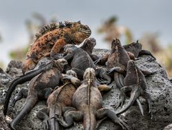 Galapagos Island National Park group of marine iguanas