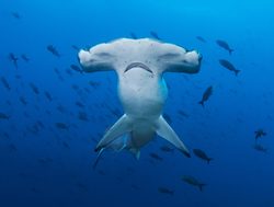 Galapagos Island National Park hammerhead shark