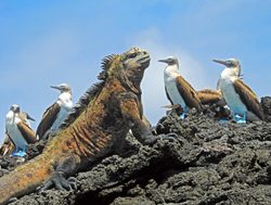 Galapagos Island National Park marine iguana and birds