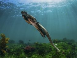 Galapagos Island National Park marine iguana underwater