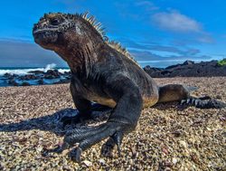 Galapagos Island National Park marine iguana up close