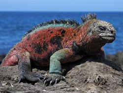 Galapagos Island National Park marine iguana