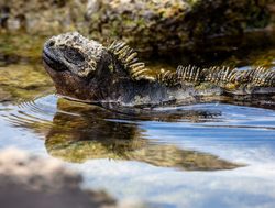 Galapagos Island National Park marine inguana swimming