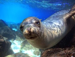 Galapagos Island National Park sea lion underwater