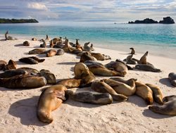 Galapagos Island National Park sea lions on beach
