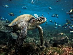 Galapagos Island National Park sea turtle