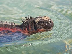 Galapagos Island National Park swimming marine iguana