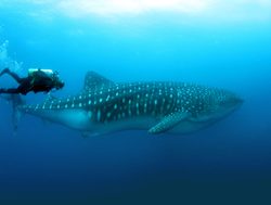 Galapagos Island National Park whale shark