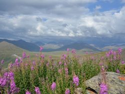 Gates of the Arctic National Park flowering meadow