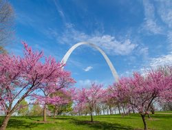 Gateway Arch National Park with cherry blossoms