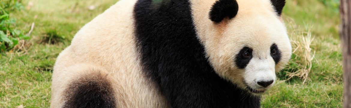 Featured image for Giant Panda National Park