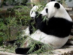 Giant Panda eating