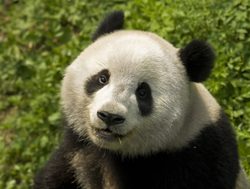 Giant Panda face