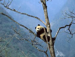Giant Panda in a tree