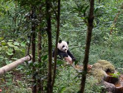 Giant Panda in the forest