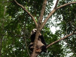 Giant Panda nesting in tree