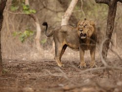 Gir National Park Male lion