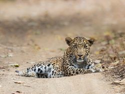 Leopard in Gir National Park