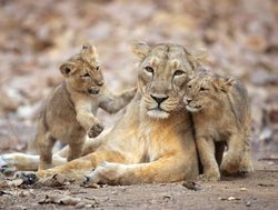 Lioness with cubs in Gir