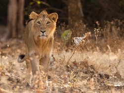 Male lion in Gir National Park