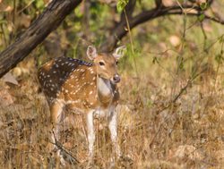Spotted deer in Gir National Park