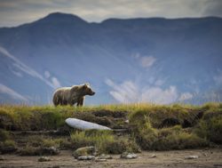 Glacier Bay National Park grizzly bear