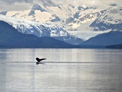 Glacier Bay National Park humpback whale