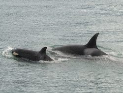Glacier Bay National Park killer whales