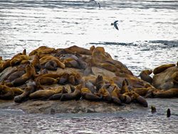 Glacier Bay National Park sea lions