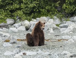 Grizzly bear in Glacier Bay National Park