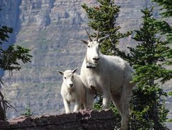 Glacier National Park Canada pair of mountain goats