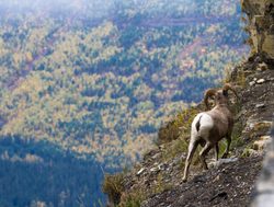 Glacier National Park Big horn sheep