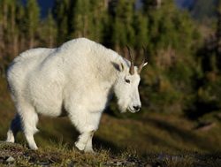 Glacier National Park adult mountain goat