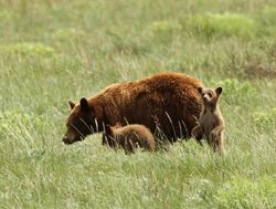 Glacier National Park brown bear with cubs