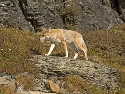 Glacier National Park coyote