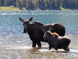 Glacier National Park moose