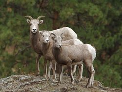 Glacier National Park three big horn sheep